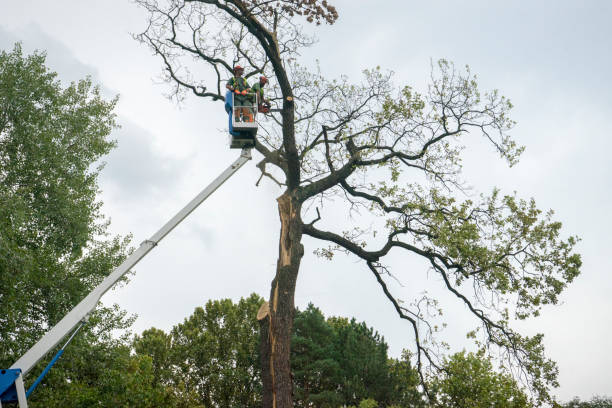 Best Arborist Consultation Services  in White City, UT