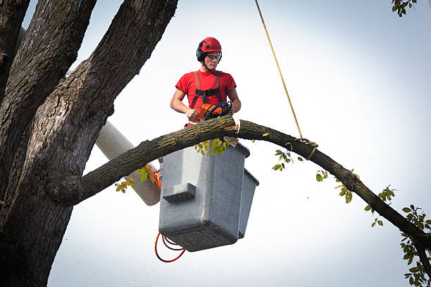 Best Storm Damage Tree Cleanup  in White City, UT