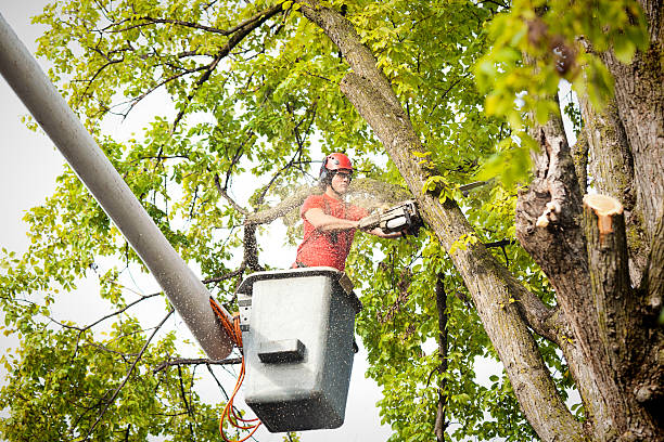 Best Palm Tree Trimming  in White City, UT