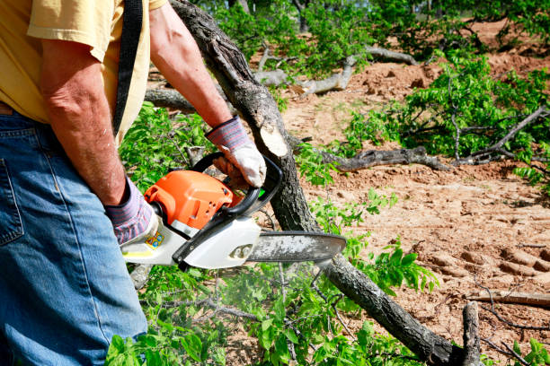 Best Weed Control  in White City, UT